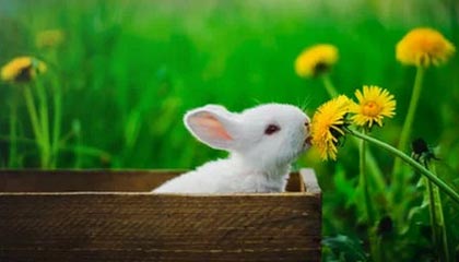 开云下载：云端触手可及的全新下载体验